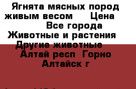 Ягнята мясных пород живым весом.  › Цена ­ 125 - Все города Животные и растения » Другие животные   . Алтай респ.,Горно-Алтайск г.